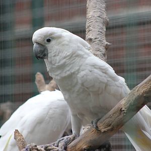 Greater sulfur-crested cockatoo