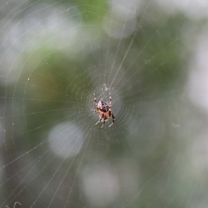 Spider sp. inside sub-Antarctic house