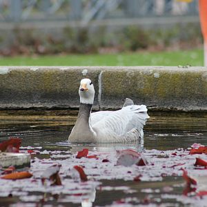 Bar-headed goose
