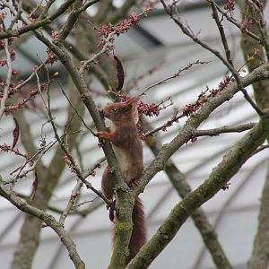 Wild red squirrel