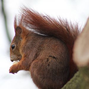 Wild red squirrel