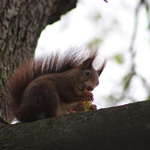 Wild red squirrel