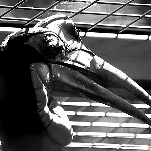 Abyssinian Ground Hornbill