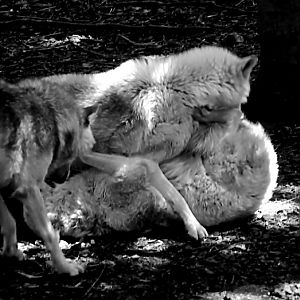 Grey Wolves
