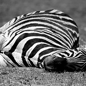 Chapmans Zebra