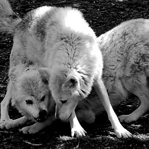 Grey Wolves