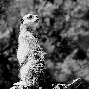Meerkat