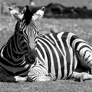 Chapmans Zebra