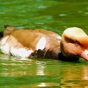 red headed pochard