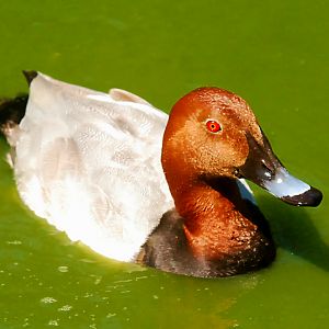 common pochard