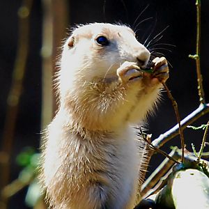 Prairie dog pup