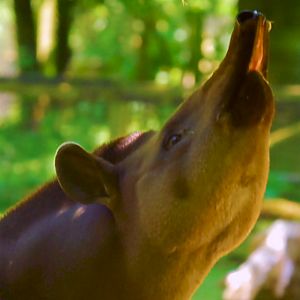 Brazilian Tapir
