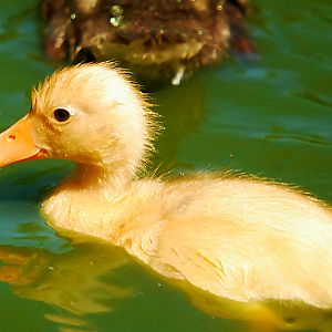 duckling