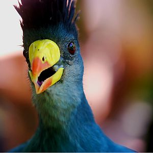 Great Blue Turaco
