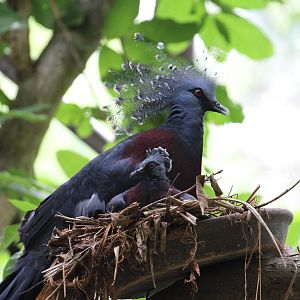 Victoria Crowned Pigeon and Chick