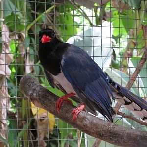 Red-billed Blue Magpie