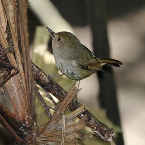 Large-billed Scrub-wren (Sericornis magnarostris)