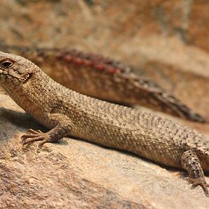 Gidgee skink Egernia stokesi