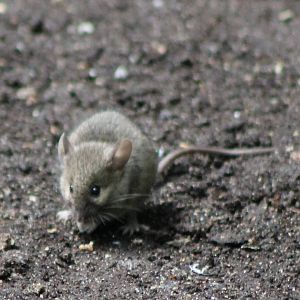 Wild mouse at Rotterdam Zoo