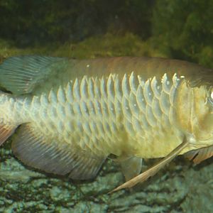Asian Arowana Scleropages formosus