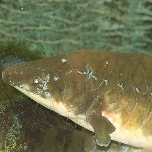Australian lungfish