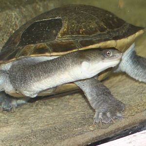 Mccord's or Roti Island snake-necked turtle