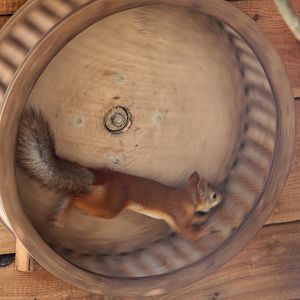 Zoo am Meer - Siberian red squirrel