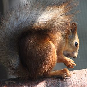 Zoo am Meer - Siberian red squirrel