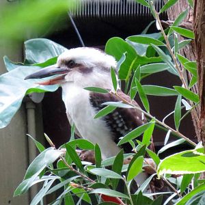 Kookaburra