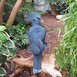 Victoria Crowned Pigeon