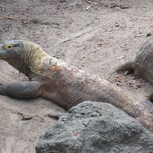 Komodo Dragon