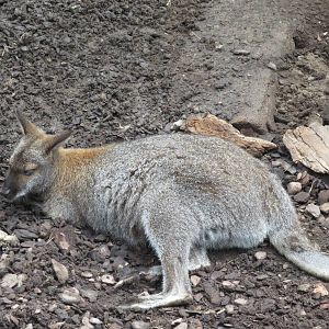 Wallaby