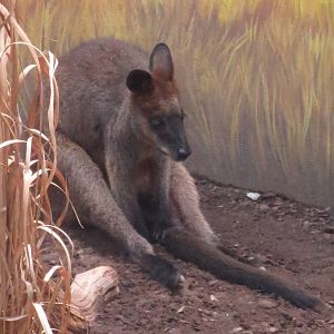 Wallaby