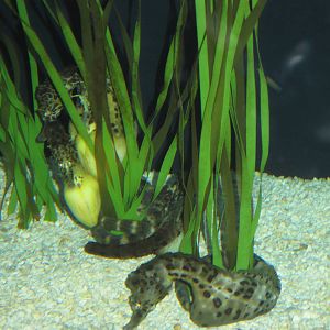 Sea Horses