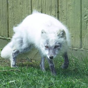 Arctic fox shedding
