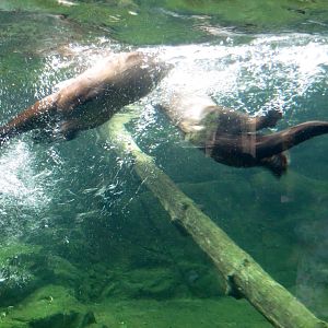 River Otters
