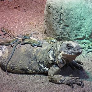 San Esteban Island Chuckwalla and Desert Grassland Whiptail Lizards
