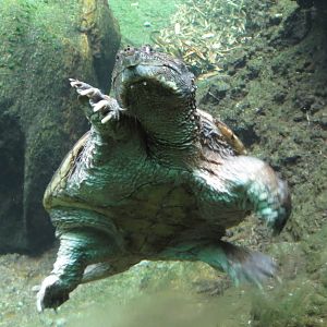 Snapping turtle