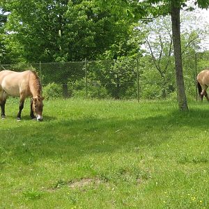 Przewalski Horses