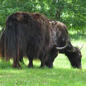 Yaks