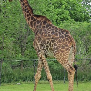 Giraffe