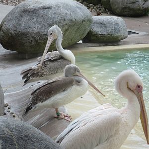 Pelicans