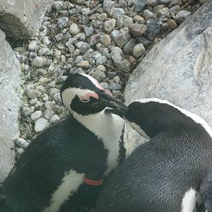 Peguins grooming each other