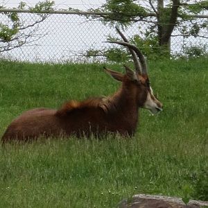 Female Sable Antelope