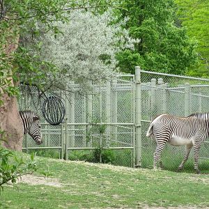 Female Zebras