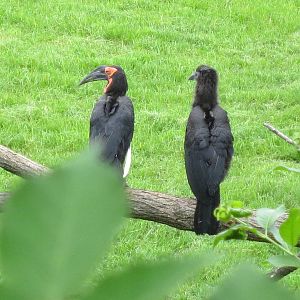 Southern Ground Hornbill