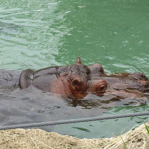 Either Perky or Petal.