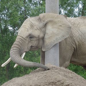 Elephant