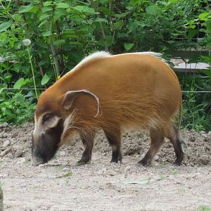 Red River Hog