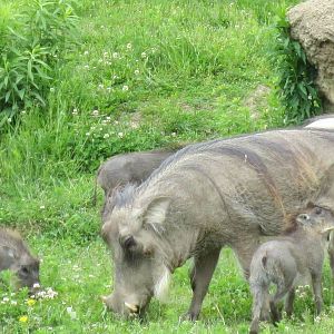 Warthog Triplets